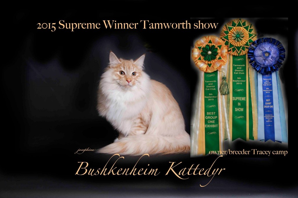 Tamworth – our kitten supreme and he is Best male Kitten Group 1 2015