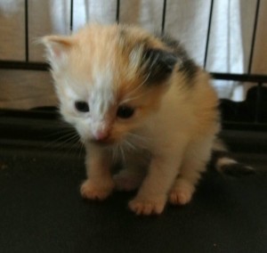 Tortie