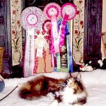 Best in Show Semi-Longhaired Kitten at the Capital Long Hair Cat Association Show 9th January 1999