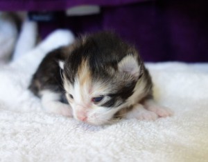 Black tortie & white