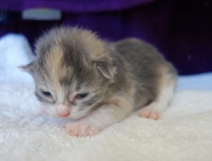 Blue tortie & white